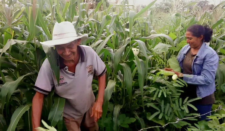 agricultura
